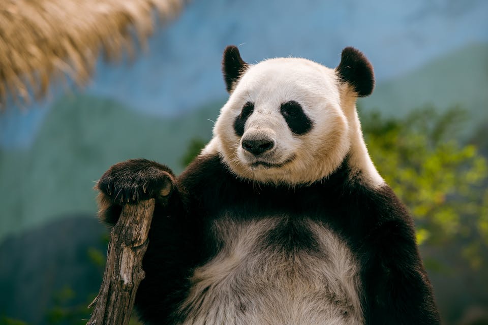 Querying Databases in Apache Spark: Pandas vs. Spark API vs. Pandas-on-Spark